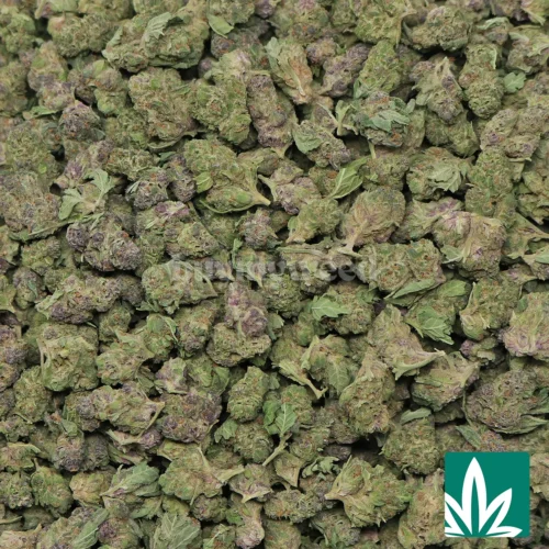 Halle Berry Smalls Strain -2