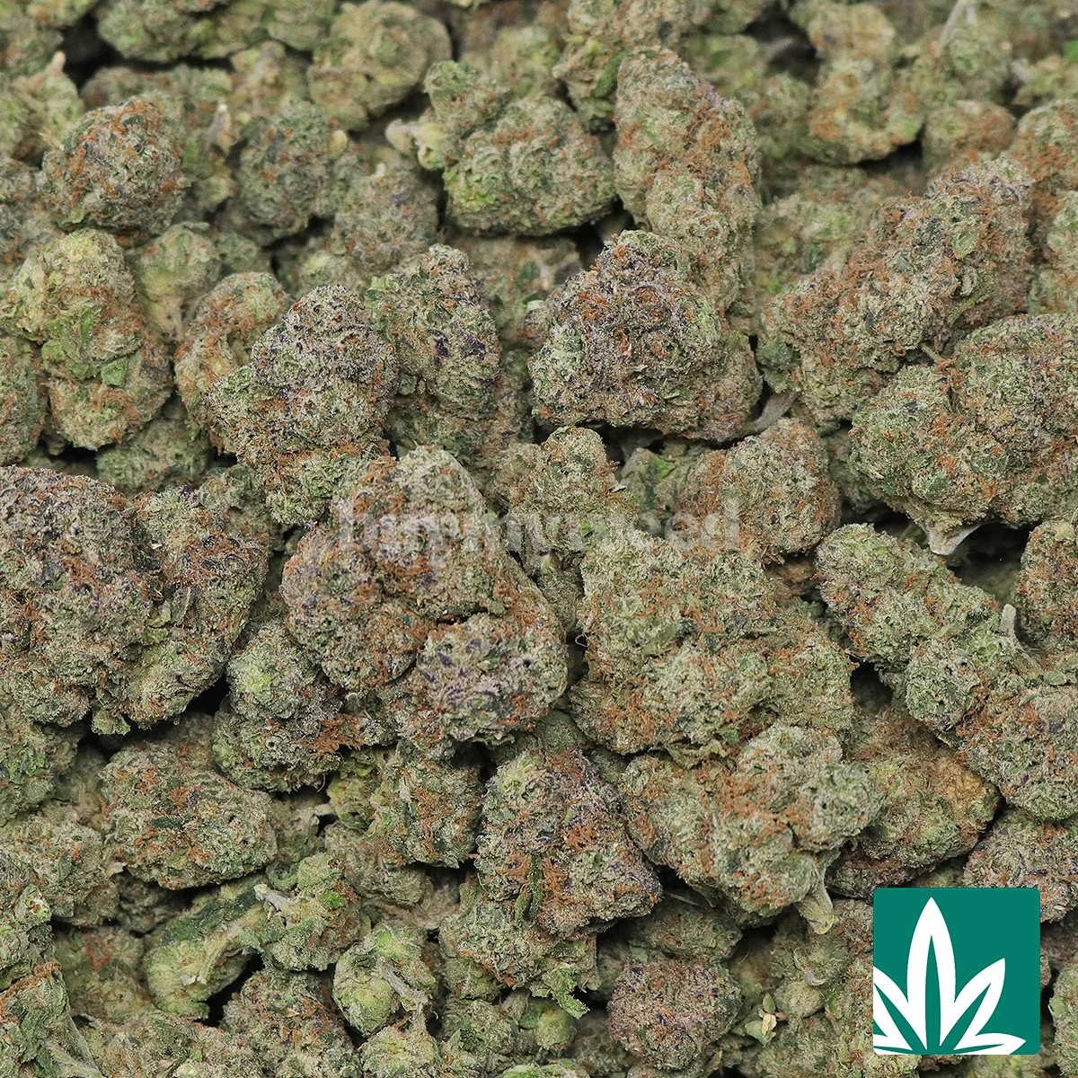 Mochi Strain - 2
