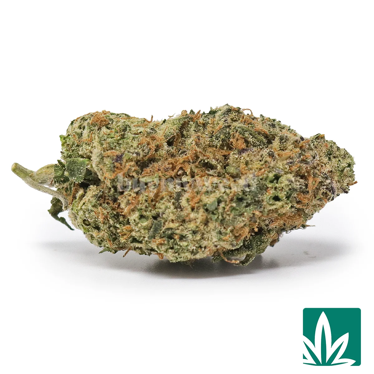 Mochi Strain - 1