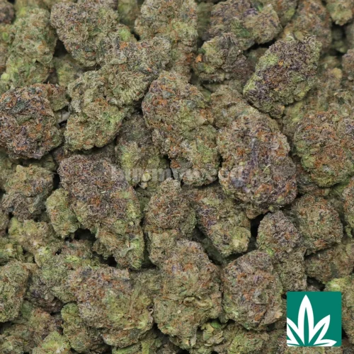 Mochi Ins Strain - 2