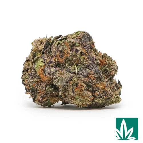 Mochi Ins Strain - 1