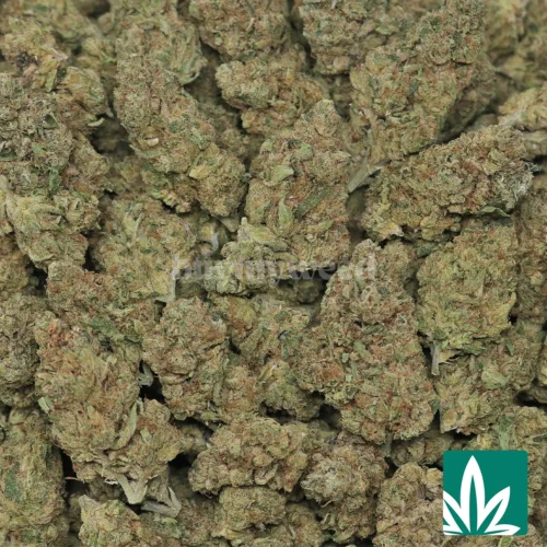 Obama Runtz Strain -2