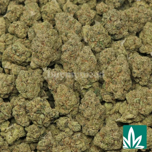 Paris OG Strain - 2