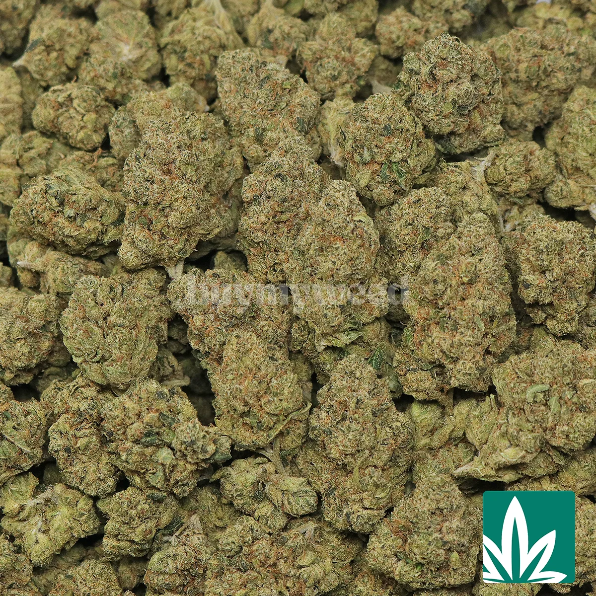 Paris OG Strain - 2
