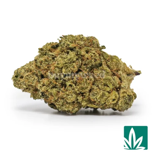 Paris OG Strain - 1