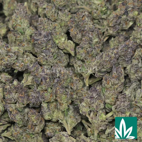 Peek a Boo Strain - 2