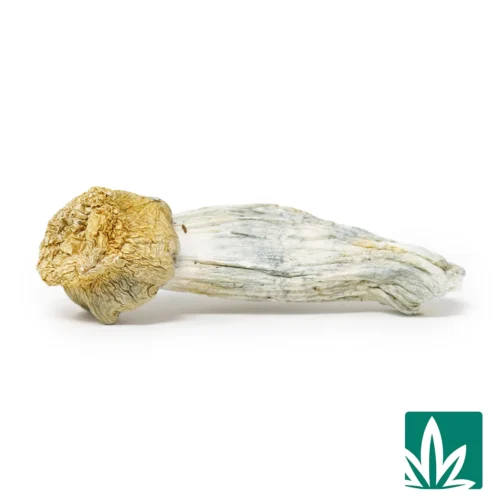 Piegoris Strain -1