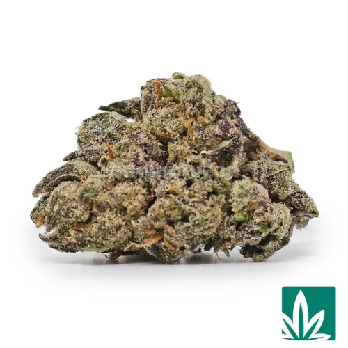 Purple Gusher Strain - 1