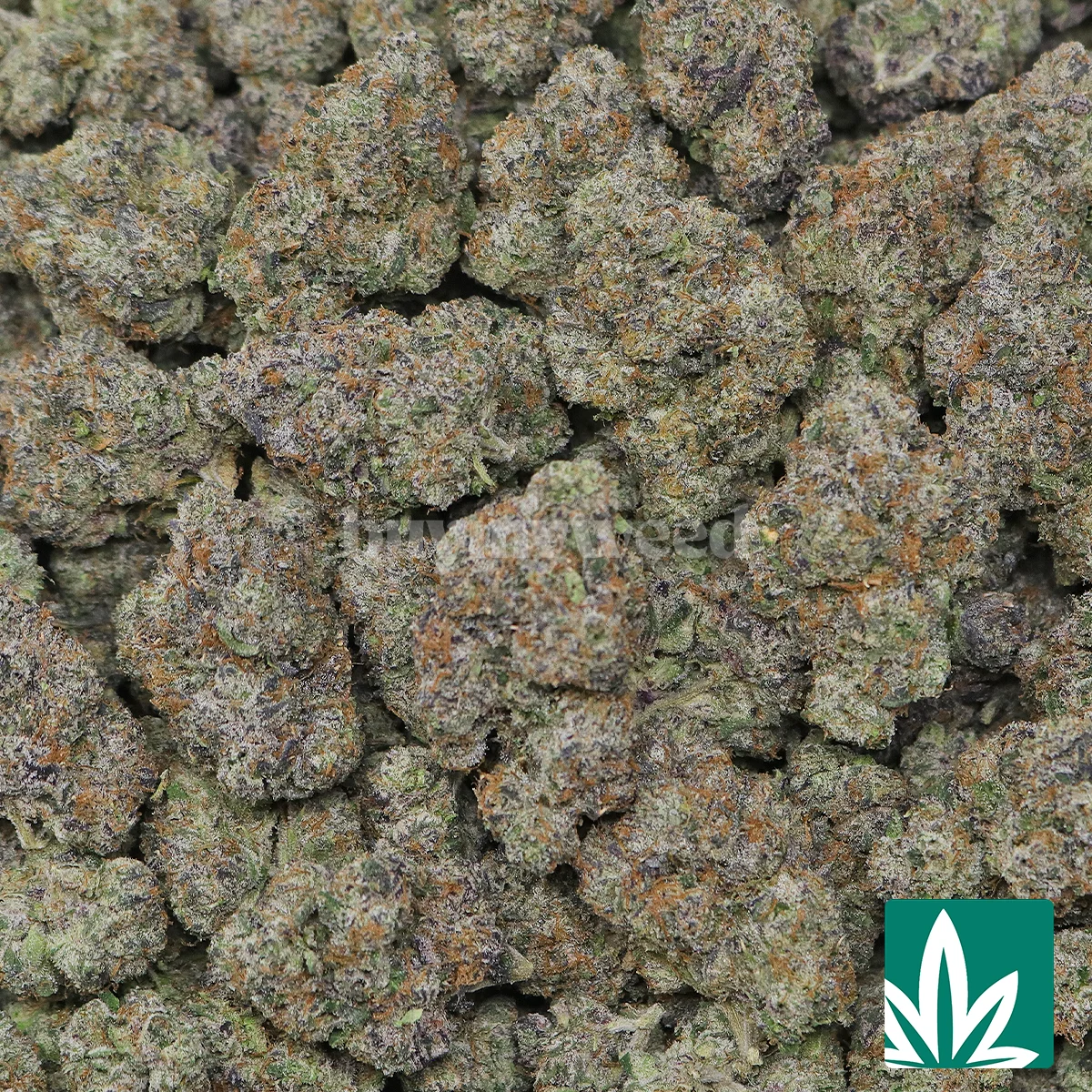 Rose Runtz Strain - 2
