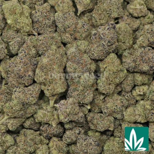 RS 11 Strain - 2