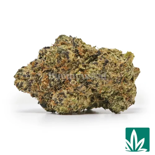 RS 11 Strain - 1