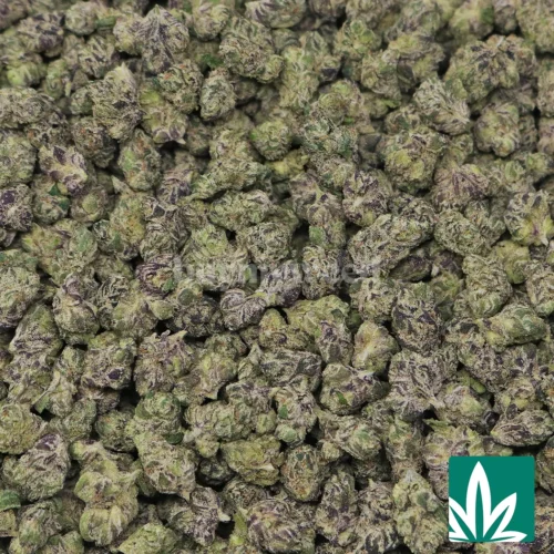 Superlatto Smalls Strain - 2