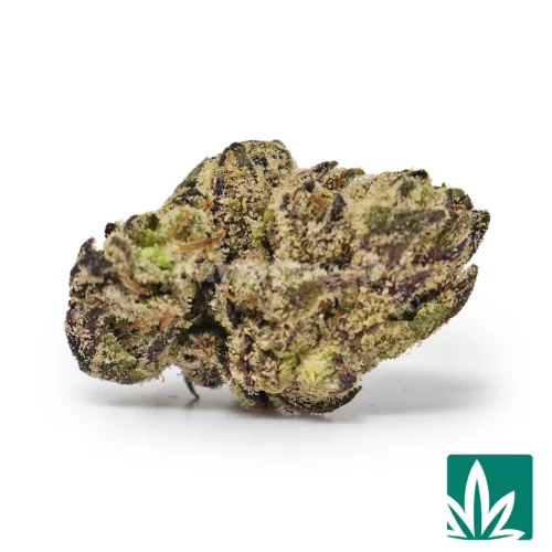 Superlatto Smalls Strain - 1