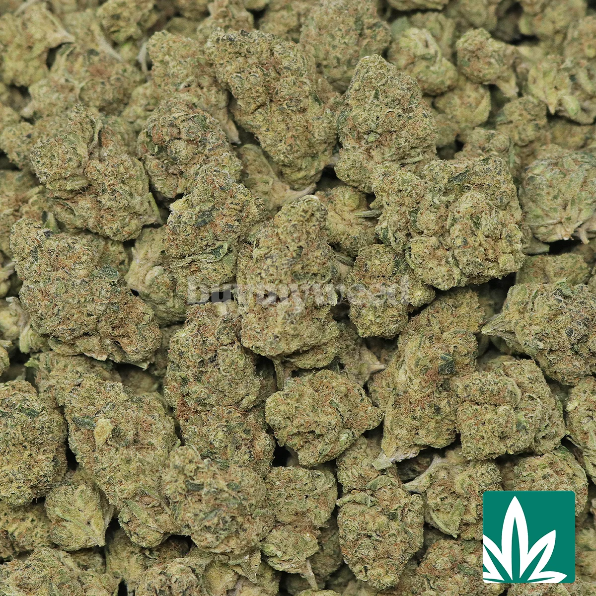 Wedding Crasher Strain - 2
