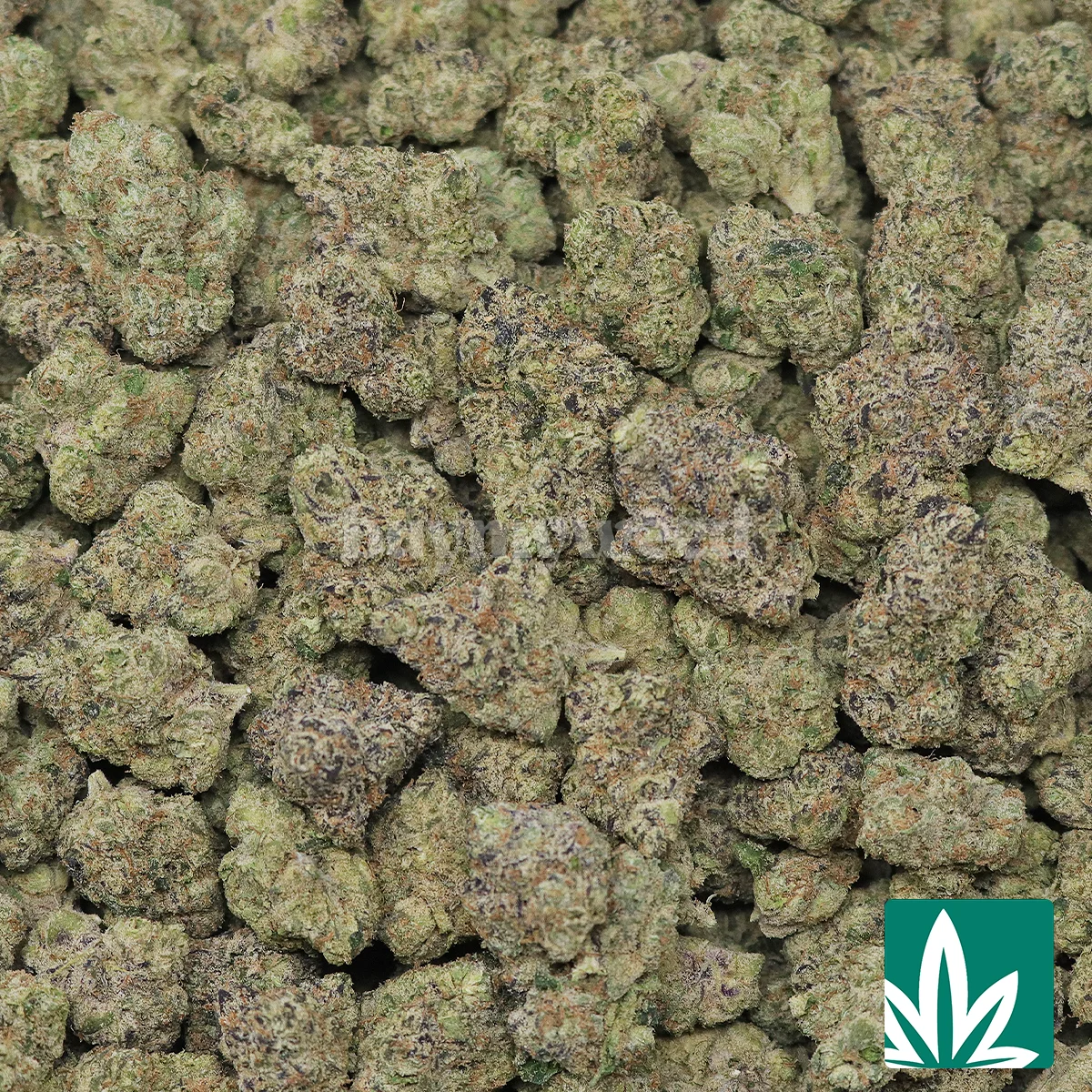 Willy Wonka Strain -2