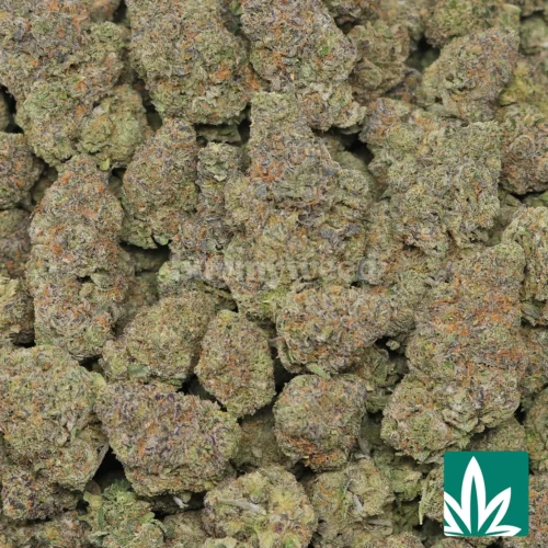 Zootopia Strain - 2