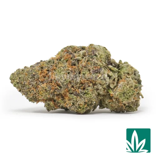 Zootopia Strain - 1