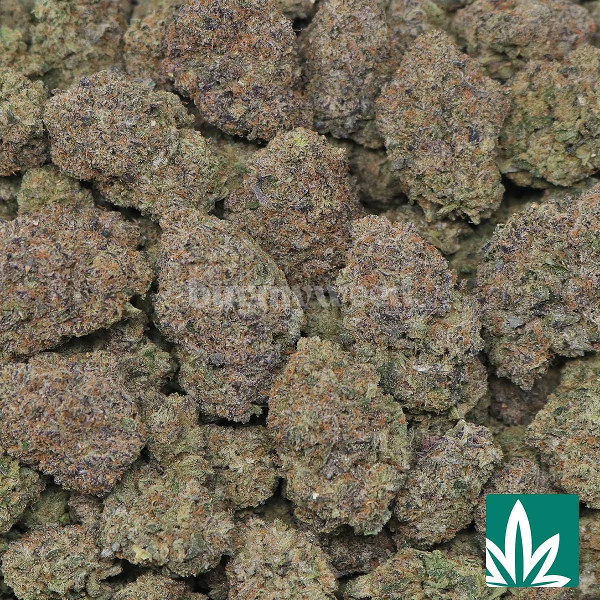 Zushi Strain - 2
