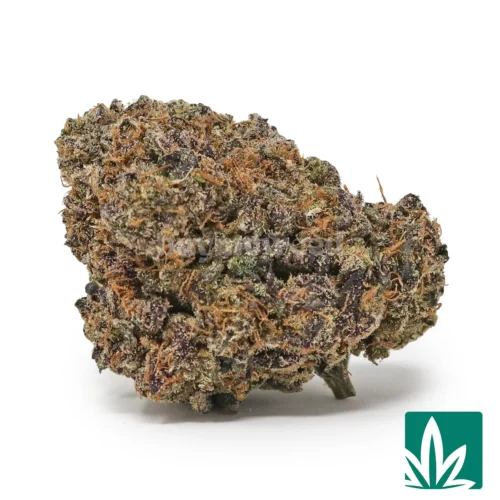 Zushi Strain - 1