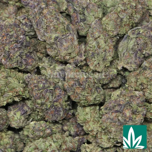 Fruity loops Strain - 2