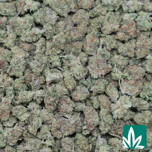 Garlic Breath 'Smalls' Strain - 2