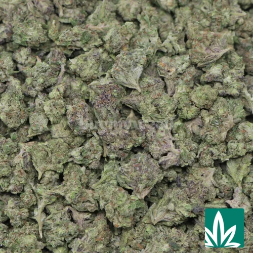 Garlic Candy 'Smalls' Strain - 2