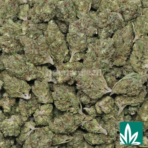 Grease Runtz Strain - 2