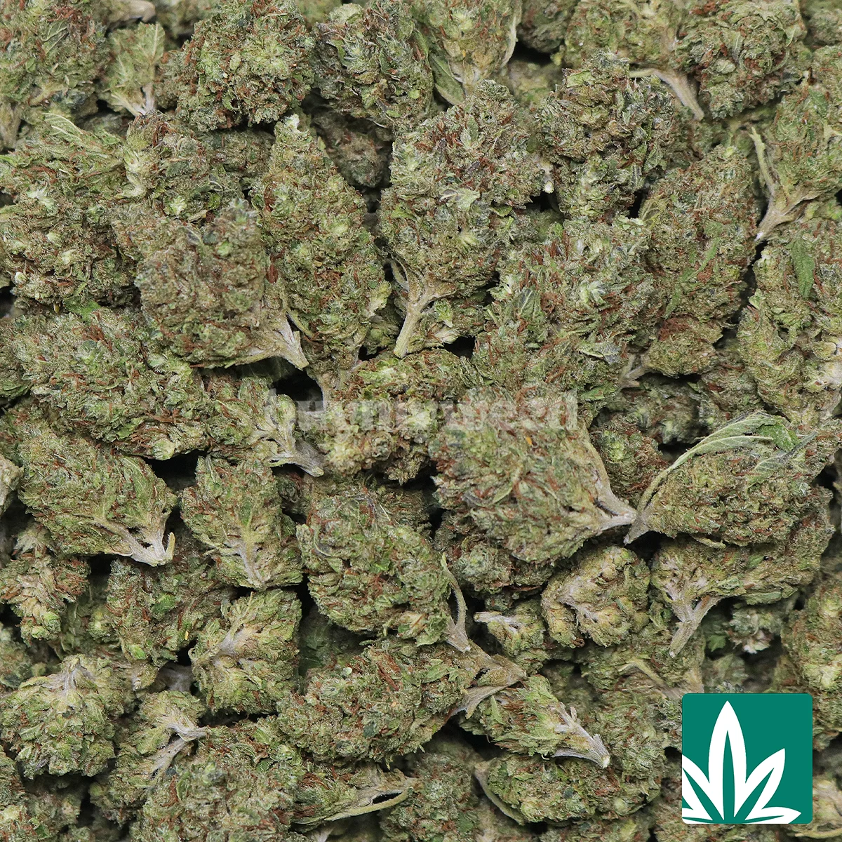 Grease Runtz Strain - 2