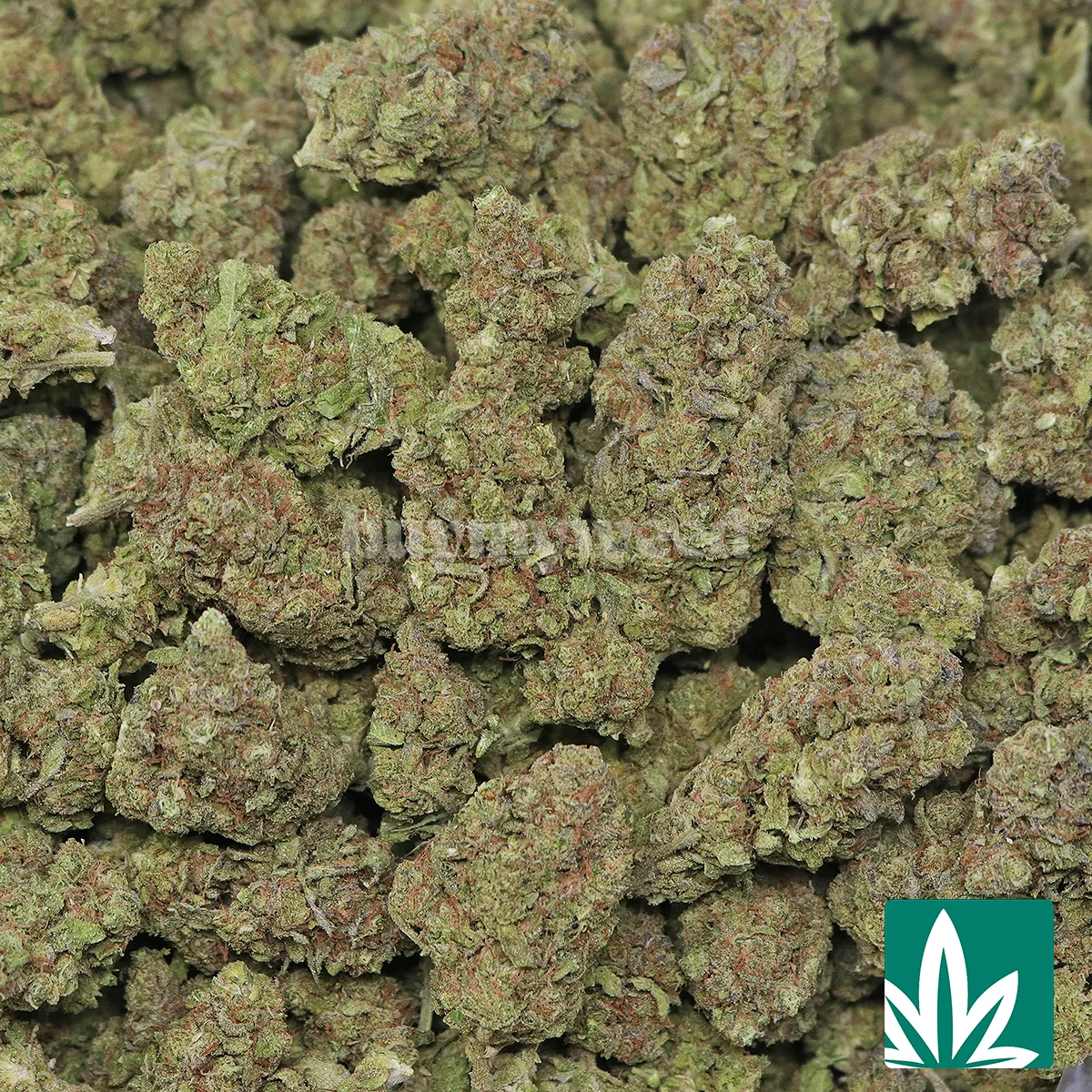 Gushmintz Strain - 2