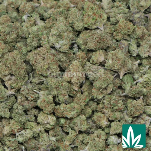Mango Crack 'Smalls' Strain - 2