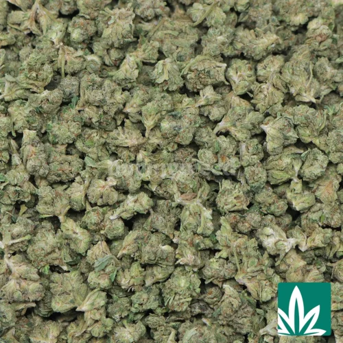 Rascal OG 'Smalls' Strain - 2