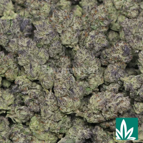 Shortcake Strain - 2