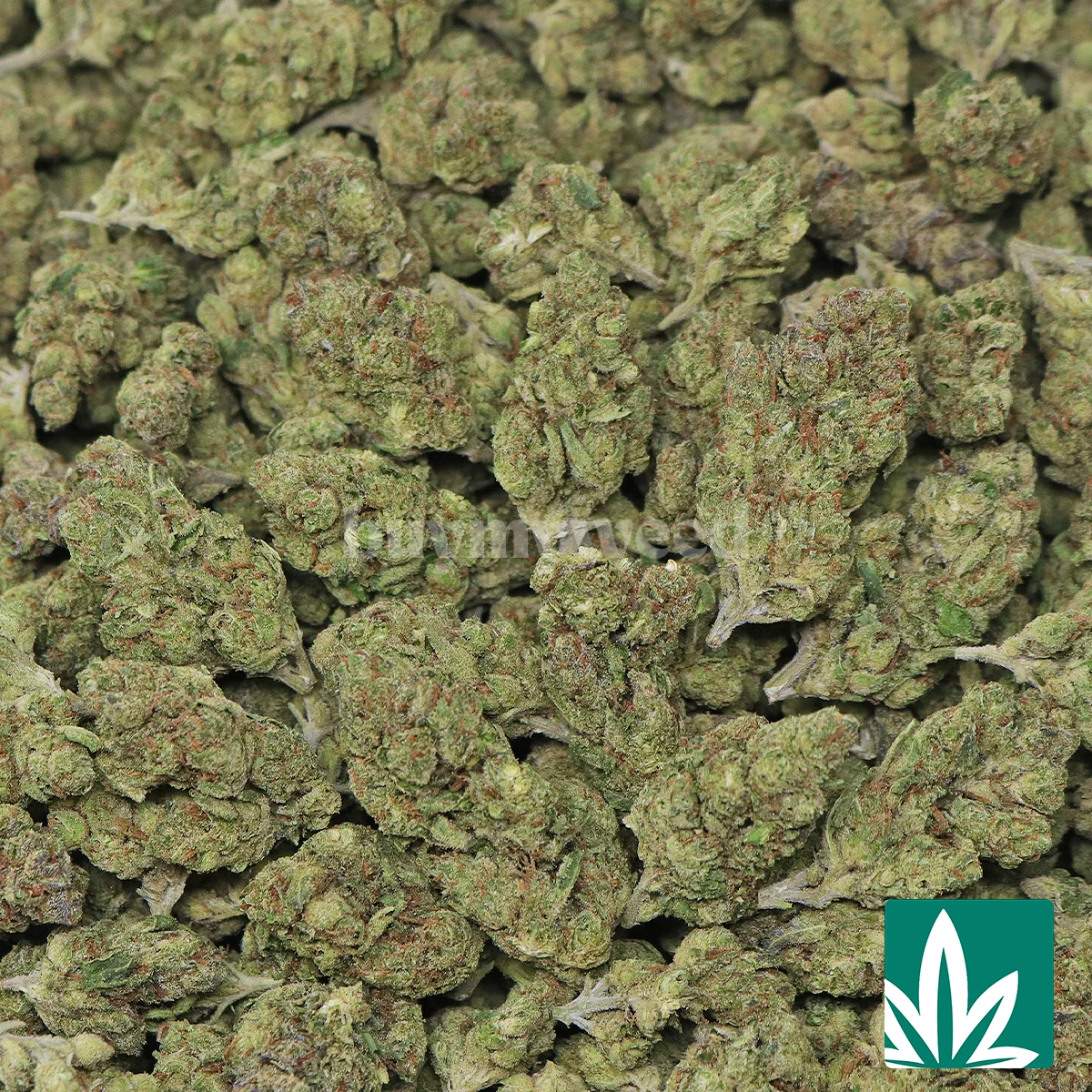 Slapz Strain - 2