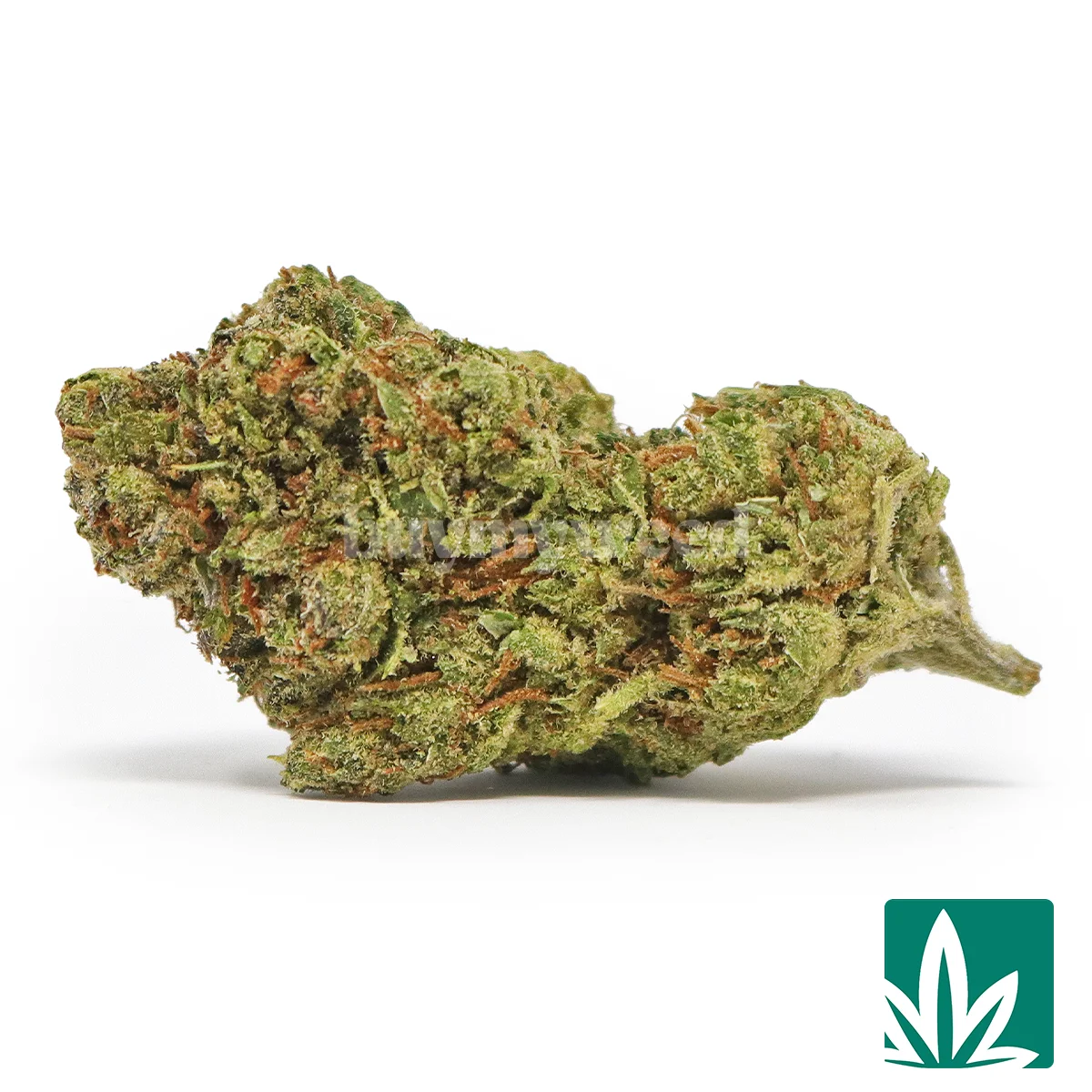 Slapz Strain - 1