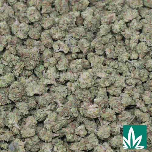 Space Burger 'Smalls' Strain - 2
