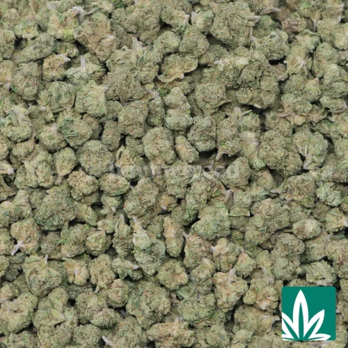 Truffle Butter 'Smalls' Strain - 2