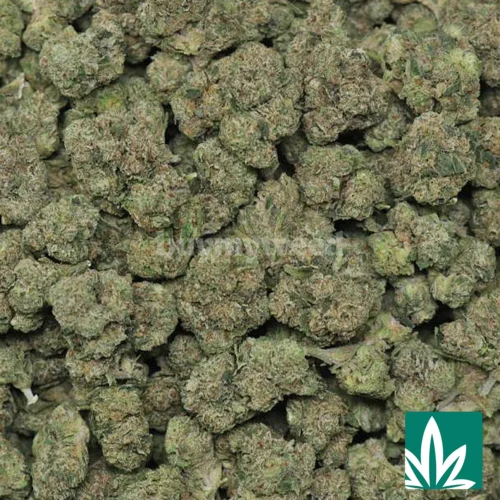 Jokerz Candy Strain - 2
