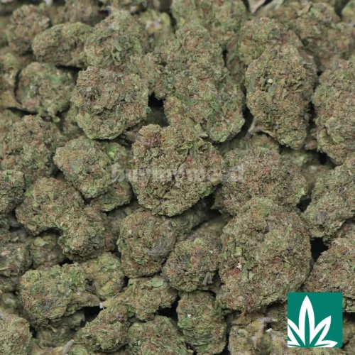 Black Cherry Gelato Strain - 2