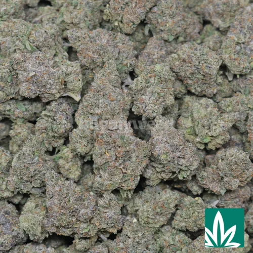 Blue Jammer (Blue Jam) Strain - 2