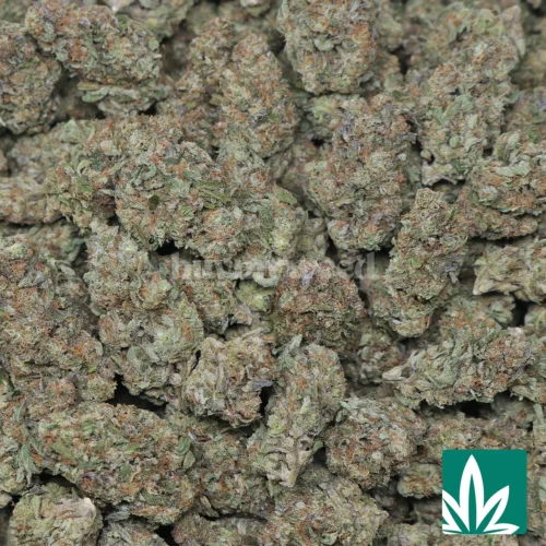 Governmint Oasis Strain - 2