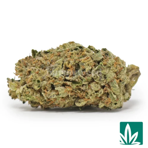 Governmint Oasis Strain - 1