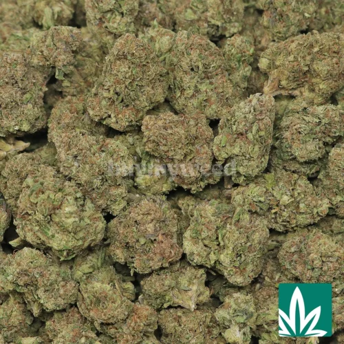 Grunts Strain - 2