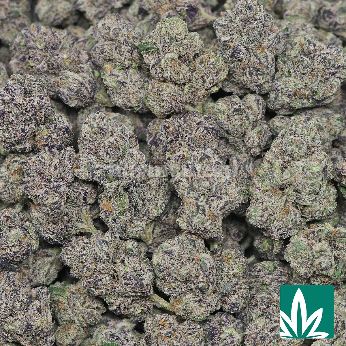 Jelly Roll Strain - 2