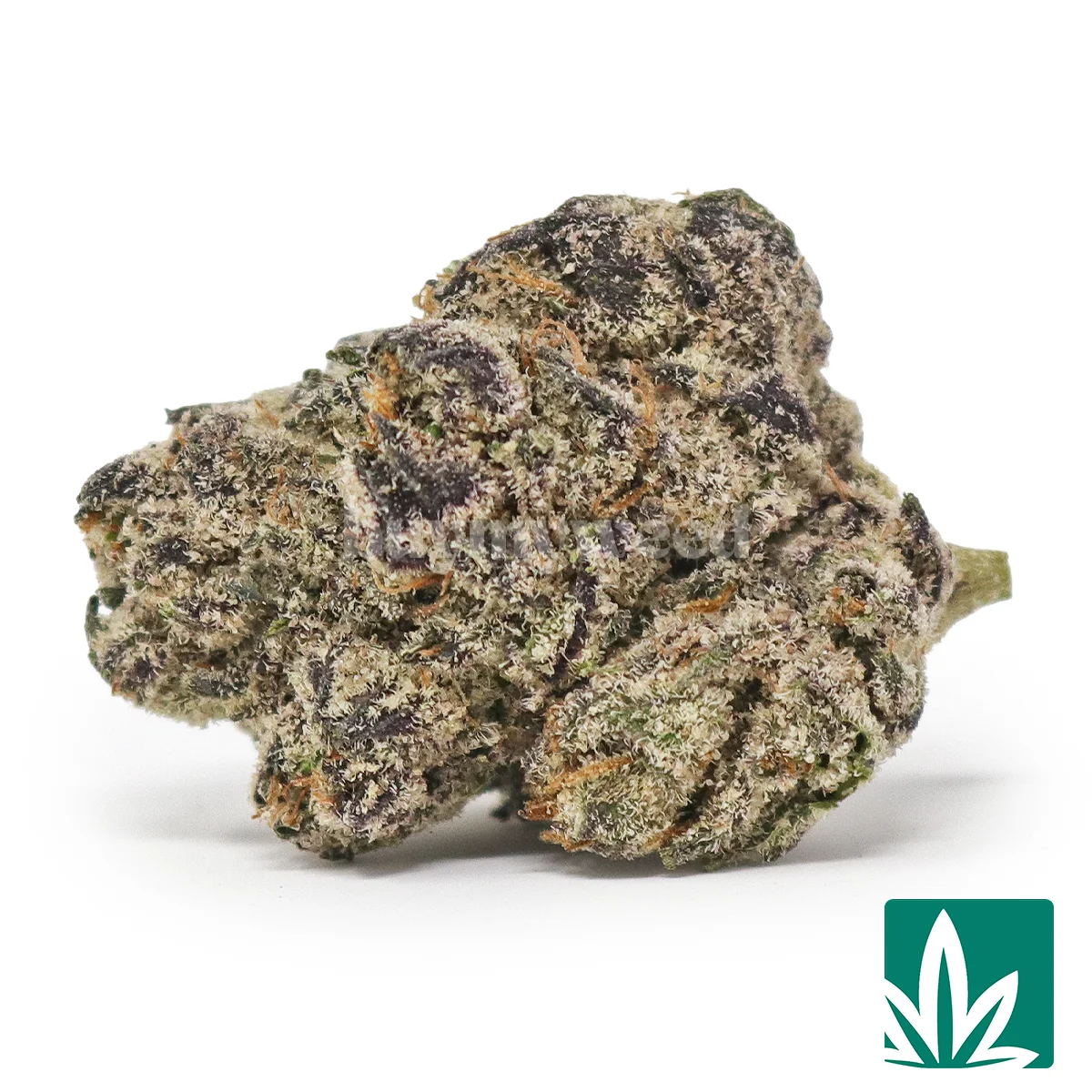 Jelly Roll Strain - 1