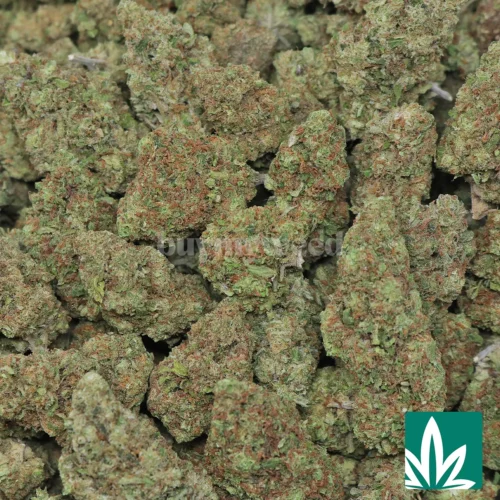 Mango Crack Strain - 2