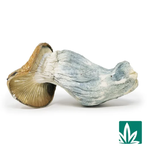 Manna Strain - 1
