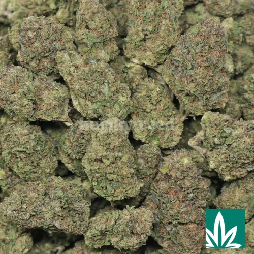 Modified Sunset Strain - 2