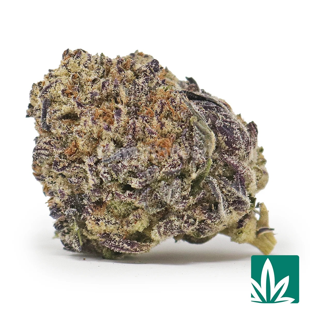 Choco Creme Cookie Strain - 1