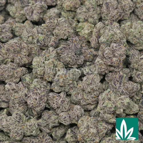 Purple Rain Strain - 2