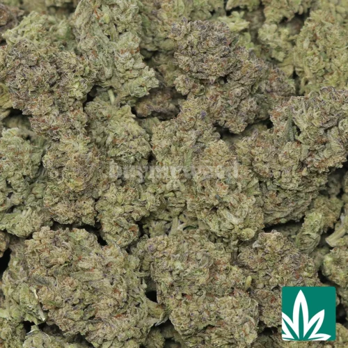 Secret Weapon Strain - 2